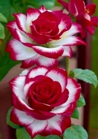 Beautiful Red And White Roses