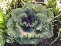 Fall cabbage plant