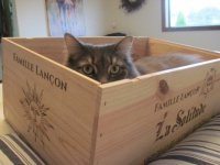 Wine Box Cat