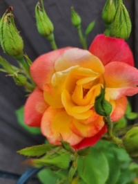 Joseph's Coat Rose