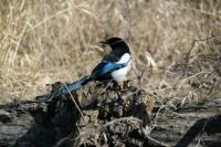 Magpie