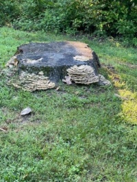 Mushrooms  (a)