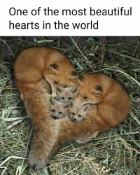 Fox Hearts