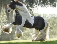 Beautiful Gypsy Horse