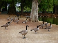 Canada Geese at Fairmount Park, Riverside CA