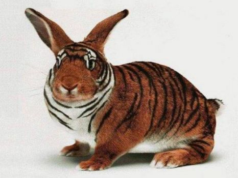 Easter Tiger Bunny