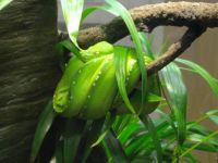 Green Snake on Branch