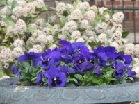 Bowl with pansies
