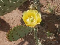 Prickley Pear Cactus flower