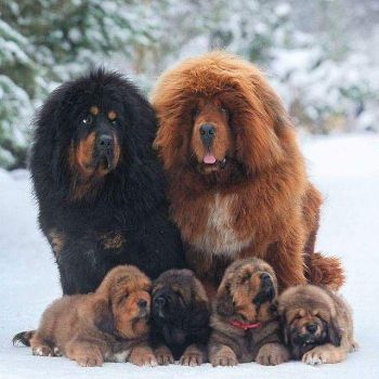 mastiff family