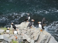 Atlantic puffins in Newfoundland and Labrador