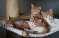 4 Kitten