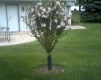 Rose of Sharron