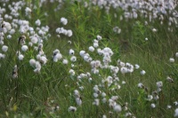 Cottonwool 1 - Eriophorum