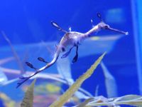 Seahorse