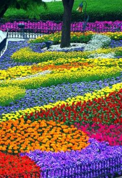 Beautiful flowered garden