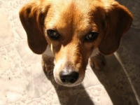 Sweet Charlie