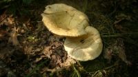 mushroom,fungi, whatever