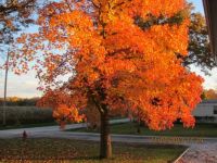 Sweet Gum Tree in the Fall