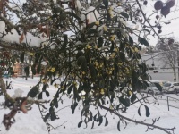 Mistletoe