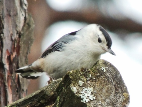 White-Breasted Nuthatch juvenile