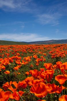 Antelope Valley Poppy Fields (California)