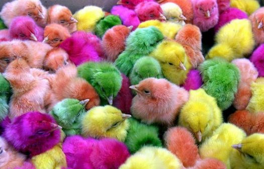 Colorful Easter Chicks