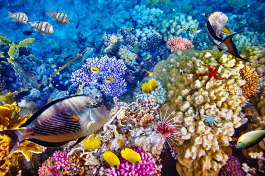 "Fish and coral in the Great Barrier Reef"