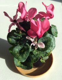 One of my house plants