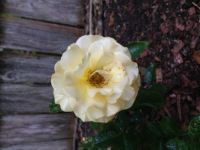 Julia Child Rose