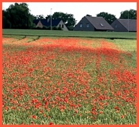 Poppies among the corn.  Klaprozen tussen het graan.