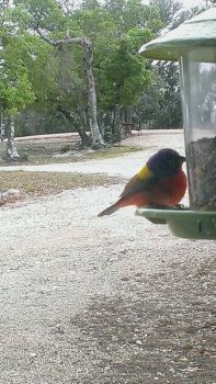 Painted Bunting at our window