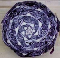 cabbage (small)