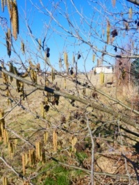 Els / Alnus glutinosa.... with dog Shenna in the background!