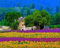 Lavender & Sunflower Field Provence