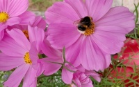 Busy bee!