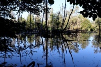 La petite Camargue alsacienne