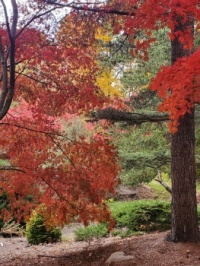 Mt. Airy Forest Arboretum Cincinnati