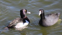 Ring-necked Duck and American Coot, Santee Lakes, Santee, California