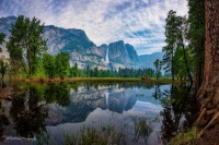 Yosemite -  Tree Rose Photography