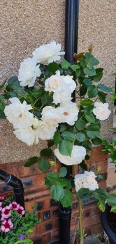 scented white china rose