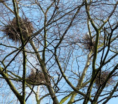 4 heron nests