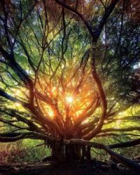 Sunlight in the forest