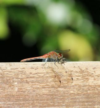 Young red dragon fly.