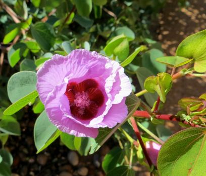 Australian natives -- Sturt's desert rose