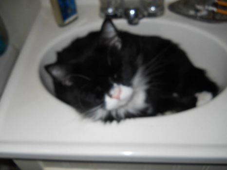 Alvin in sink
