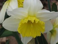 Daffodil!
