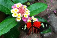 Butterfly at Mackinac Island