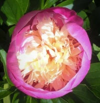 Peony May 2022