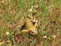 Frog in our garden